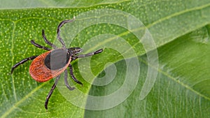 Castor bean tick on a green background. Ixodes ricinus