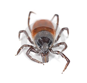 Castor bean tick, Ixodes ricinus isolated on white background photo