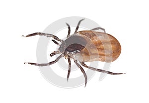 Castor bean tick, Ixodes ricinus isolated on white background photo