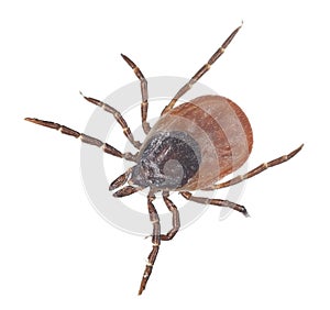 Castor bean tick, Ixodes ricinus isolated on white background photo
