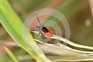 The castor bean tick (Ixodes ricinus)