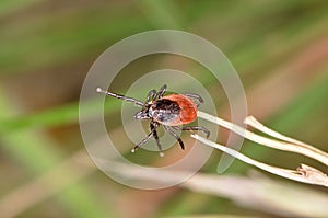 The castor bean tick (Ixodes ricinus)