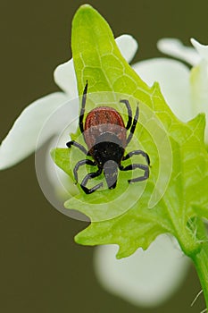 Castor bean tick, Ixodes ricinus, waiting for a host