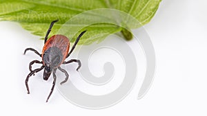 Castor bean tick when jumping from green leaf. Ixodes ricinus