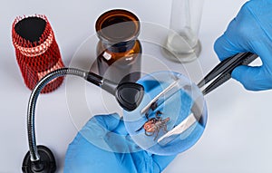 Castor bean tick in laboratory with tweezers and magnifier. Ixodes ricinus