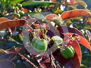 Castor Bean tree Ricinus communis L. on the nature