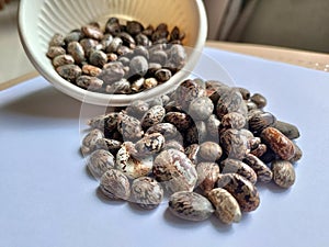 Castor beans ( Erand seeds) Ricinus communis seeds.