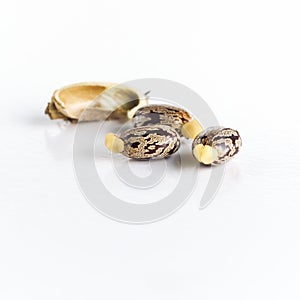 Castor beans seeds