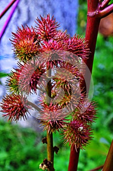 Castor, Castor Bean, Castor oil plant