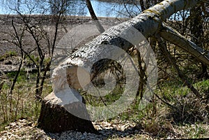 Castor fiber beaver european felling trees by biting gnawing teeth trunks eats tree bark and also builds dikes where stump fallen photo