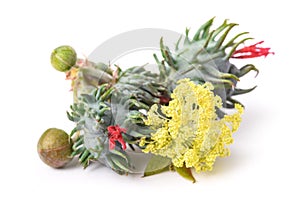 Castor flower and seed