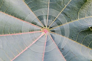 castor leaf