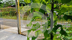 castor leaf is growing fresh