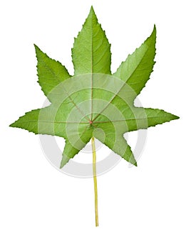 Castor leaf photo