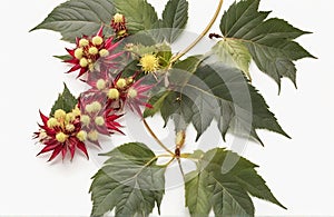 Castor-leaves and flowers, cut out on white background