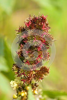 Castor Oil Fruits