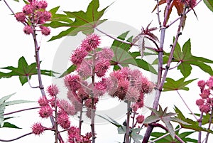 Castor oil plant 09