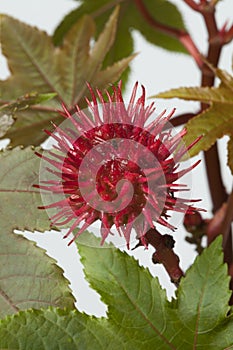 Castor oil plant