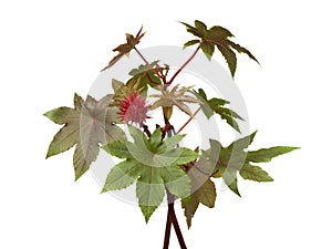 Castor oil plant