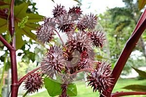 Castor oil plant.