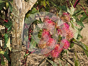 Castor oil plant