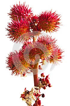 Castor-oil plant