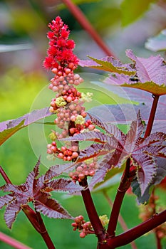 Castor-oil plant