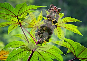 Castor oil plant.