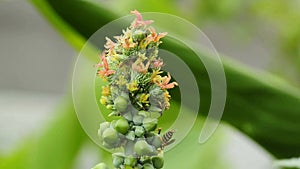 Castor-oil plant