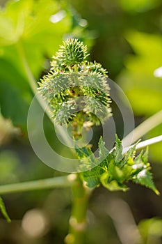 Castor oil plant