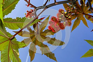 Castor oil plant