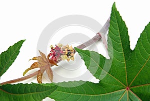 Castor oil plant