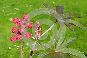 Castor oil plant
