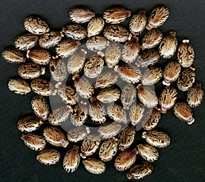 Castor Oil Plant Beans / seeds (Ricinus communis)