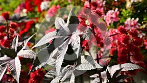 Castor-oil plant with bolls