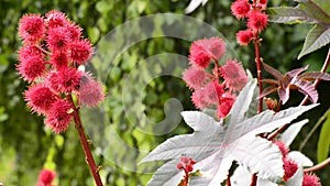 Castor-oil plant with bolls