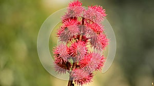 Castor-oil plant with bolls