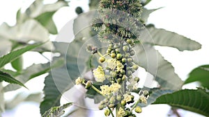 Castor-oil plant with bolls