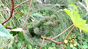 Castor-oil plant with bolls