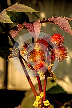 Castor-oil plant with flower