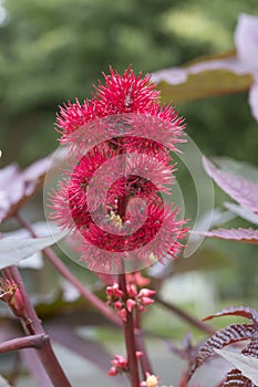 Castor-oil-plant Flower with Seeds