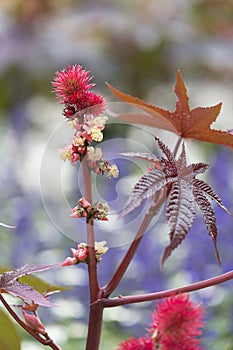 Castor-oil-plant Flower with Seeds