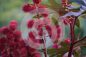 Castor oil plant with Fruits