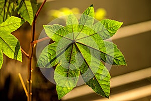 Castor-oil plant with leaf