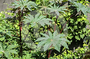 Castor oil plant leaves