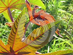 Castor oil plant leaves