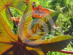 Castor oil plant leaves and shadows