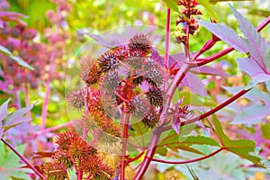 Castor oil plant with many seeds photo