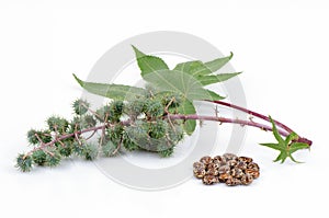 Castor oil plant