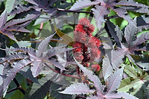 Castor oil plant, raw material of biodiesel